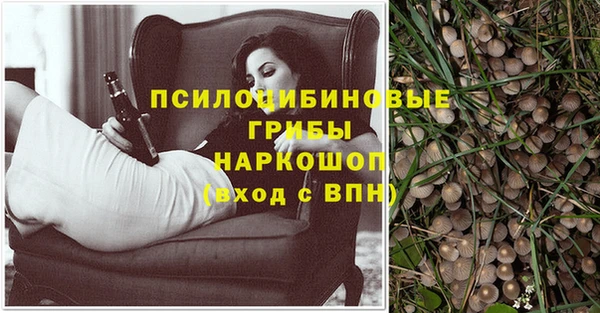 стаф Зерноград