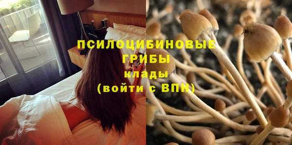 стаф Зерноград